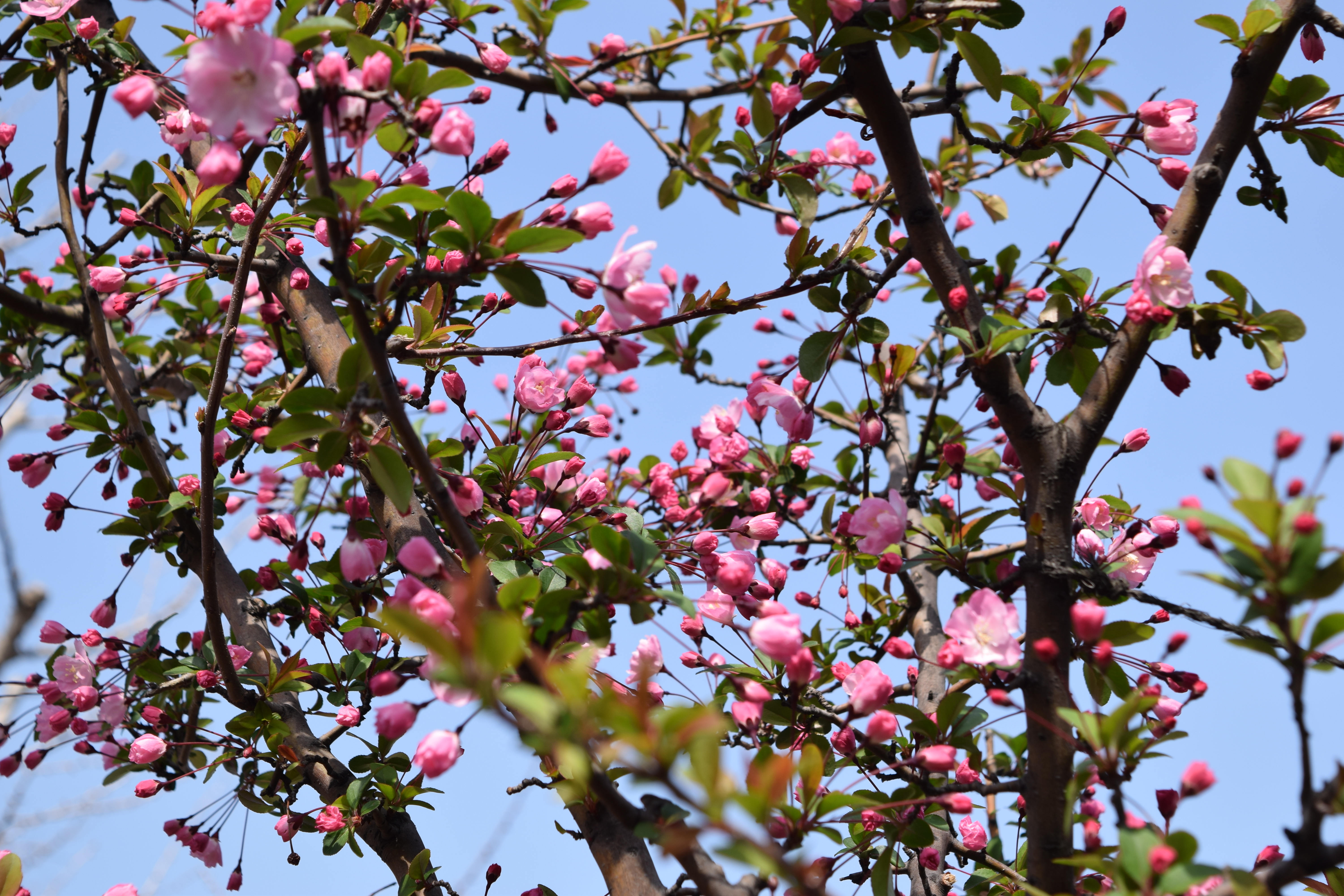 Cherry Blossom